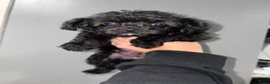 Shihpoo 2