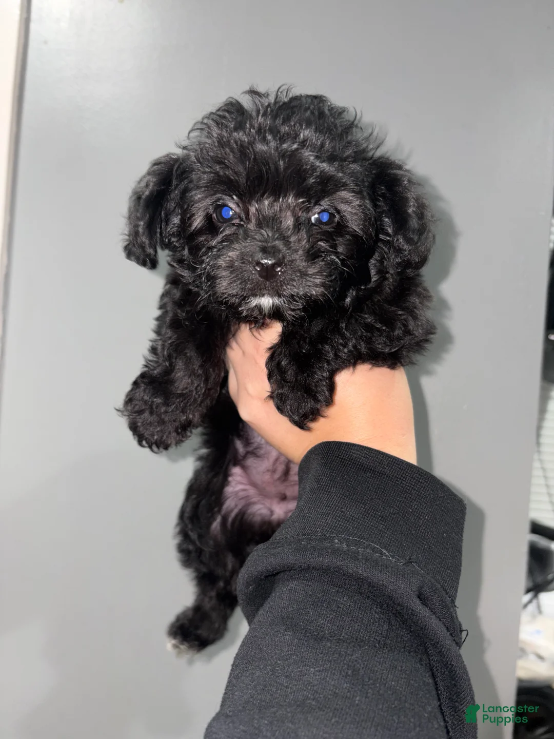 Shihpoo dogs for sale: Shihpoo 2 - Ad 1