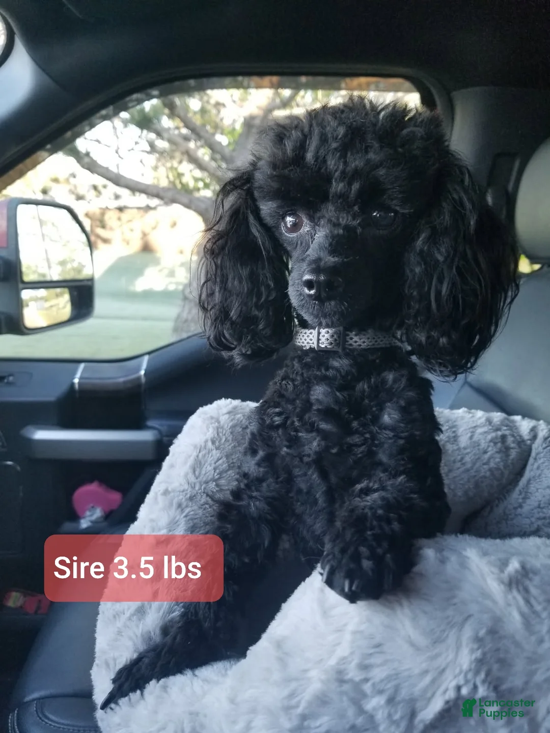 Toy Poodle dogs for sale: Toy Poodle Puppy 2 - Ad 3