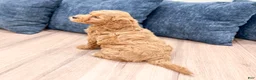 Mini Goldendoodle dogs for sale: Angie - Ad 5