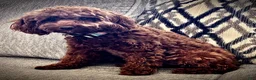 Miniature Poodle dogs for sale: Marco  - Ad 3