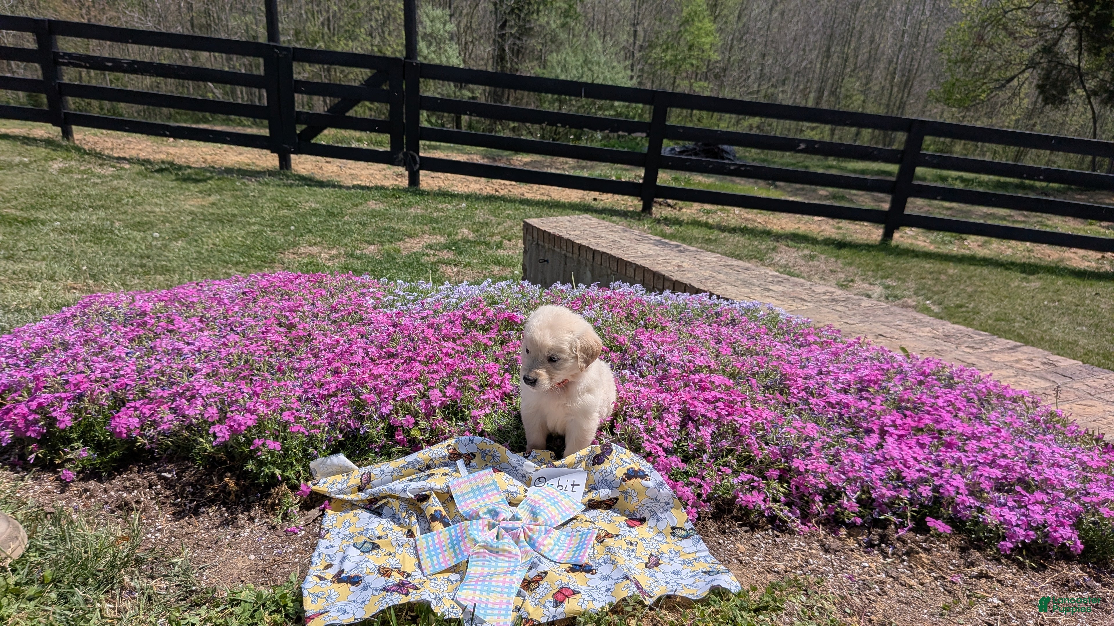 Golden Retriever dogs Orbit, AKC - Ad 2