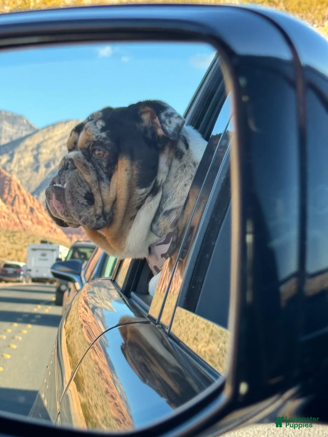 English Bulldog dogs for stud: Diesel - Ad 9