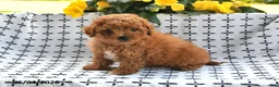 Mini Goldendoodle dogs for sale: Skye - Ad 4