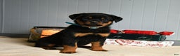 Rottweiler dogs for sale: Honeybun - Ad 3