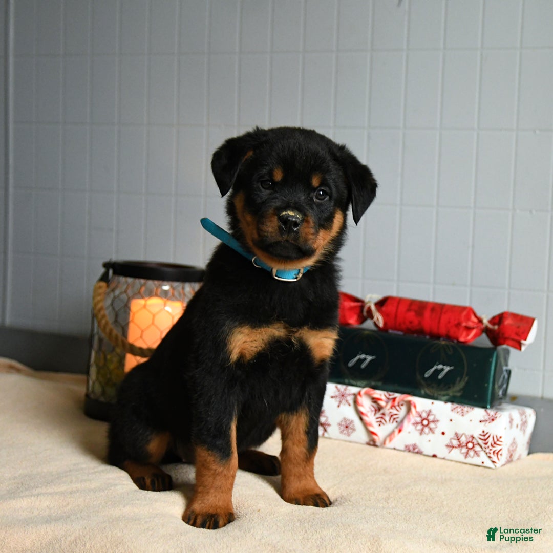 Rottweiler dogs for sale: Honeybun - Ad 3