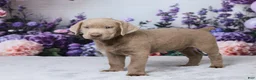 Labrador Retriever dogs for sale: Bowser - Ad 3