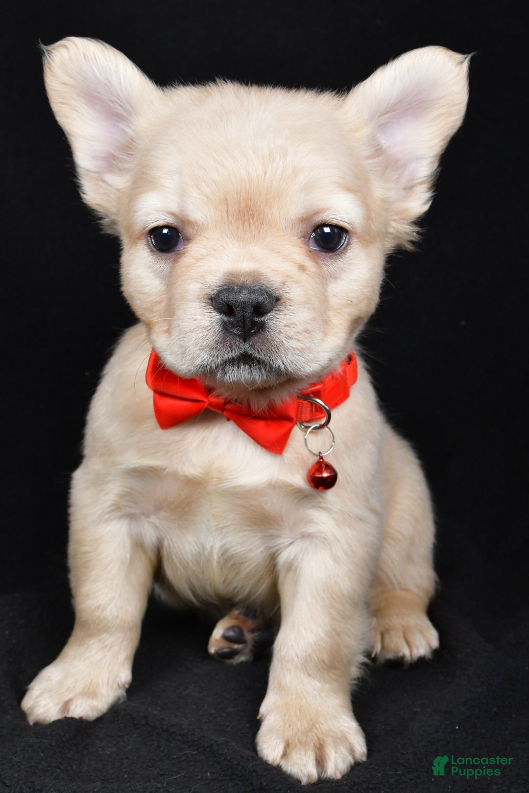 French Bulldog dogs for sale: Maverick  - Ad 1