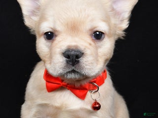 French Bulldog dogs Maverick - Ad 13