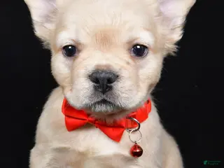 French Bulldog dogs Maverick - Ad 3