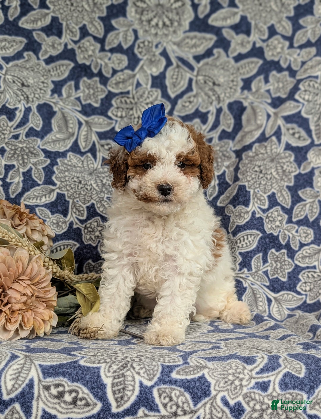 Miniature Poodle dogs for sale: Laureen - Ad 1