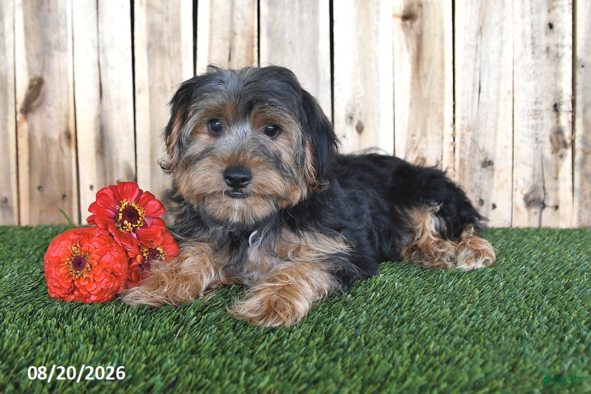 Yorkshire Terrier dogs Bentley - Ad 2