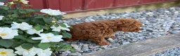 Toy Poodle dogs for sale: Pepper - Ad 12