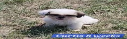 Teddy Bear dogs for sale: Curtis - Ad 19