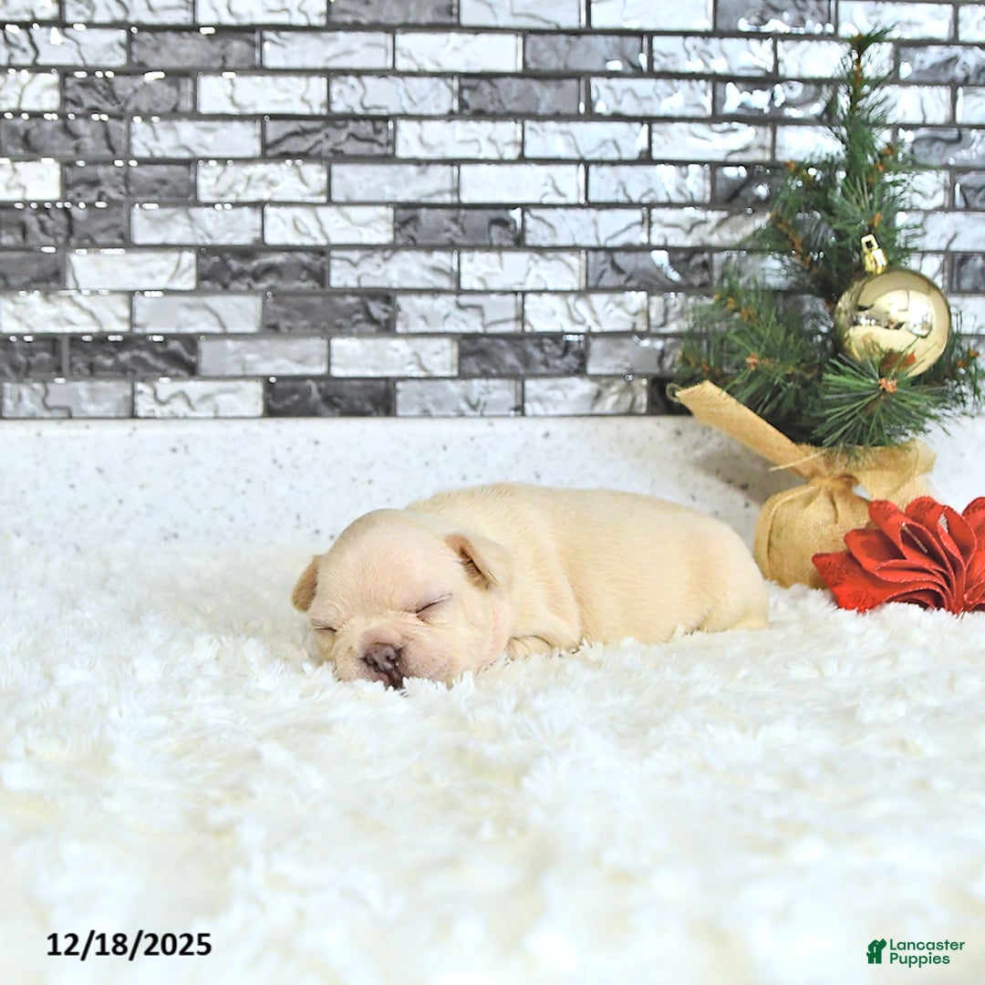 French Bulldog dogs for sale: Lulu - Ad 4