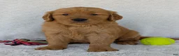 Golden Retriever dogs for sale: Brady - Ad 12