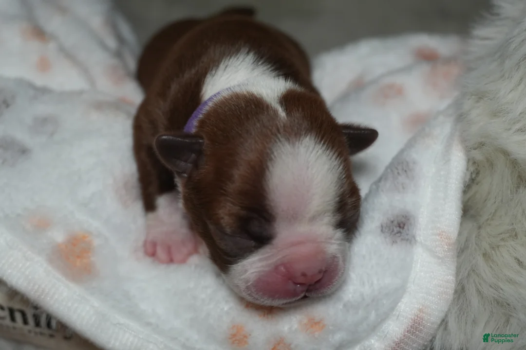Boston Terrier dogs for sale: Frankie - Ad 2