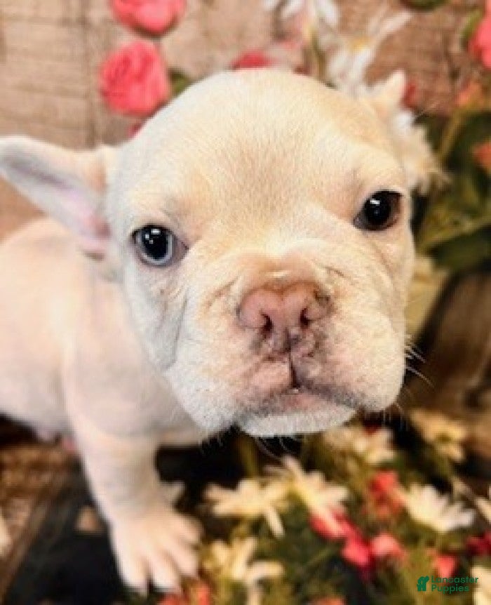 French Bulldog dogs Samson - Ad 2