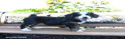 Mini Bernedoodle dogs for sale: Lucy - Ad 5