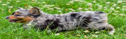 Mini Aussiedoodle dogs for sale: Gracie - Ad 11