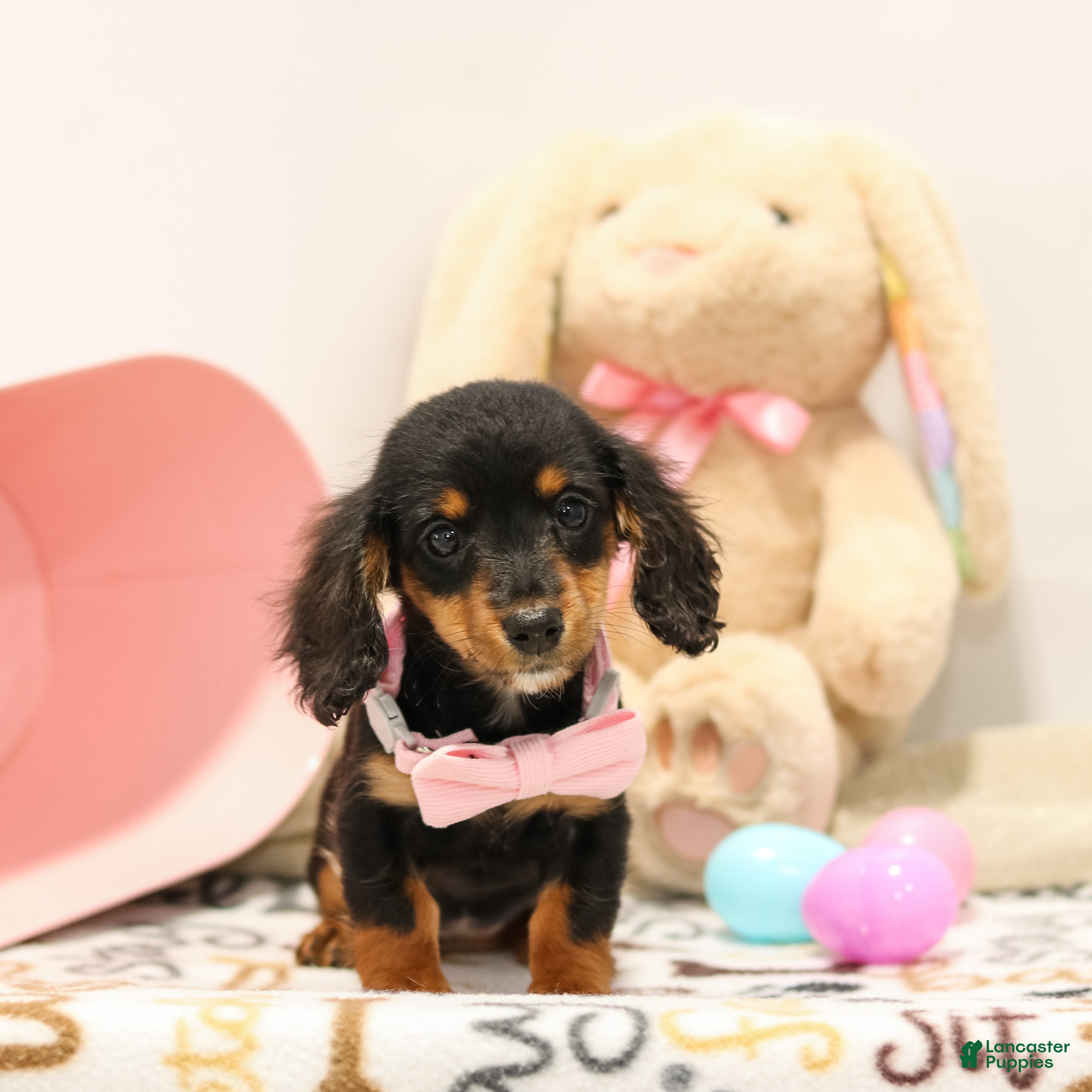 Miniature Dachshund dogs Frances - Ad 2