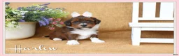 Havanese dogs for sale: Harlow - Ad 1