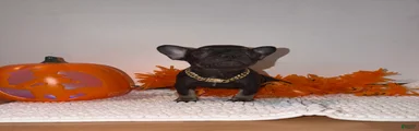 Cocoa female 