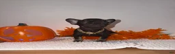 French Bulldog dogs for sale: Cocoa female  - Ad 1