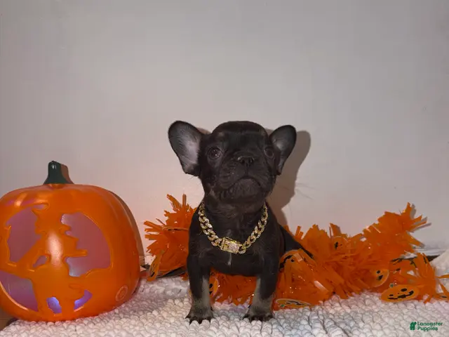 French Bulldog dogs Cocoa female - Ad 1