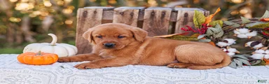 Copper, Labrador Retriever 
