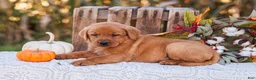 Labrador Retriever dogs for sale: Copper, Labrador Retriever  - Ad 1