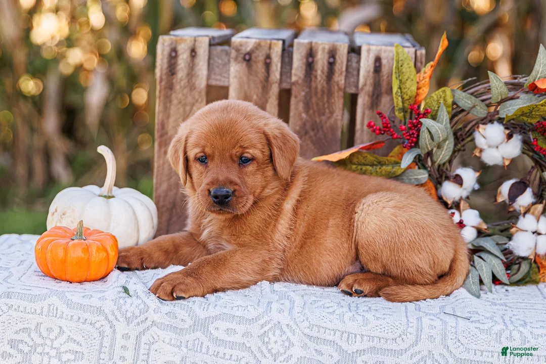 Labrador Retriever dogs for sale: Copper, Labrador Retriever  - Ad 1