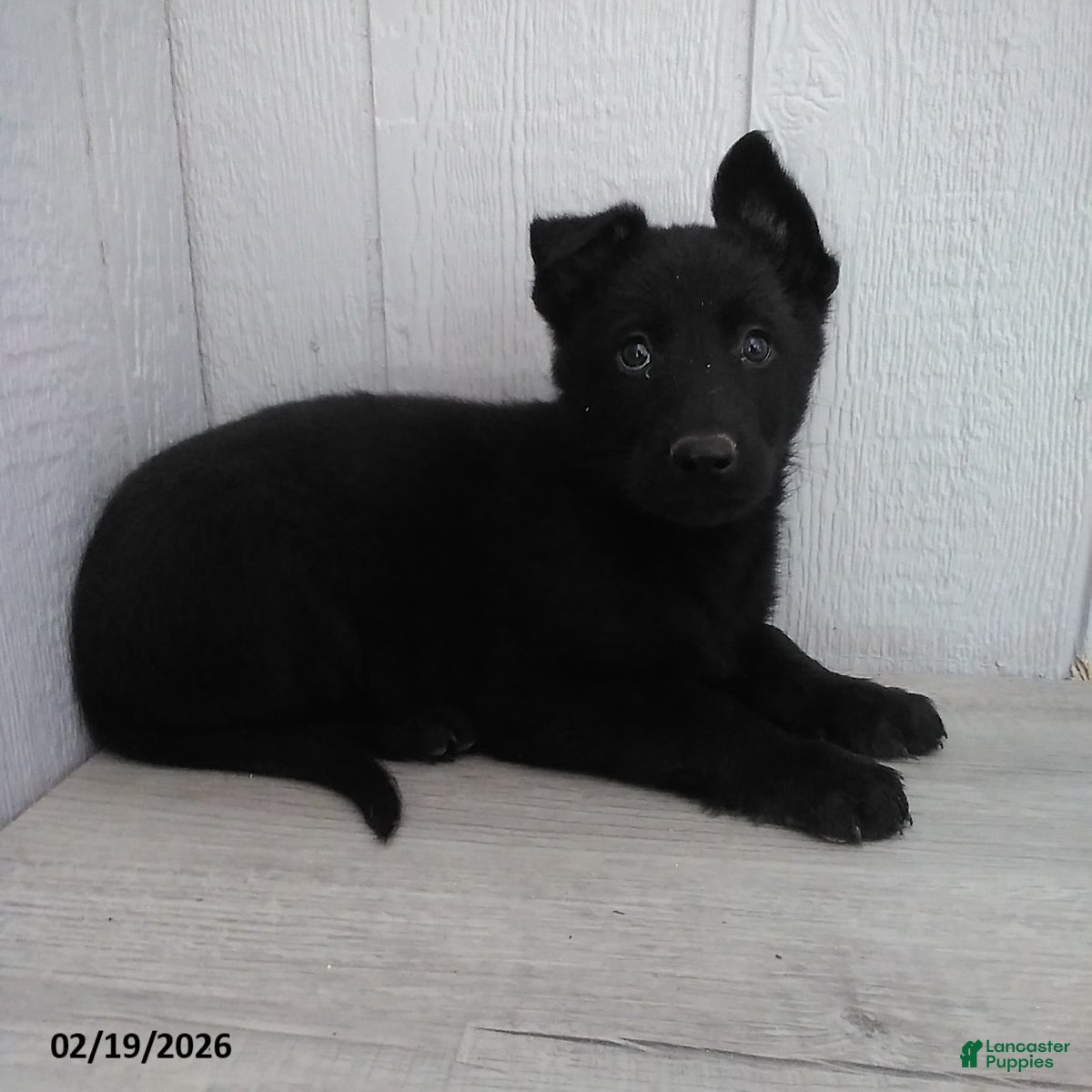 German Shepherd dogs Lady - Ad 1