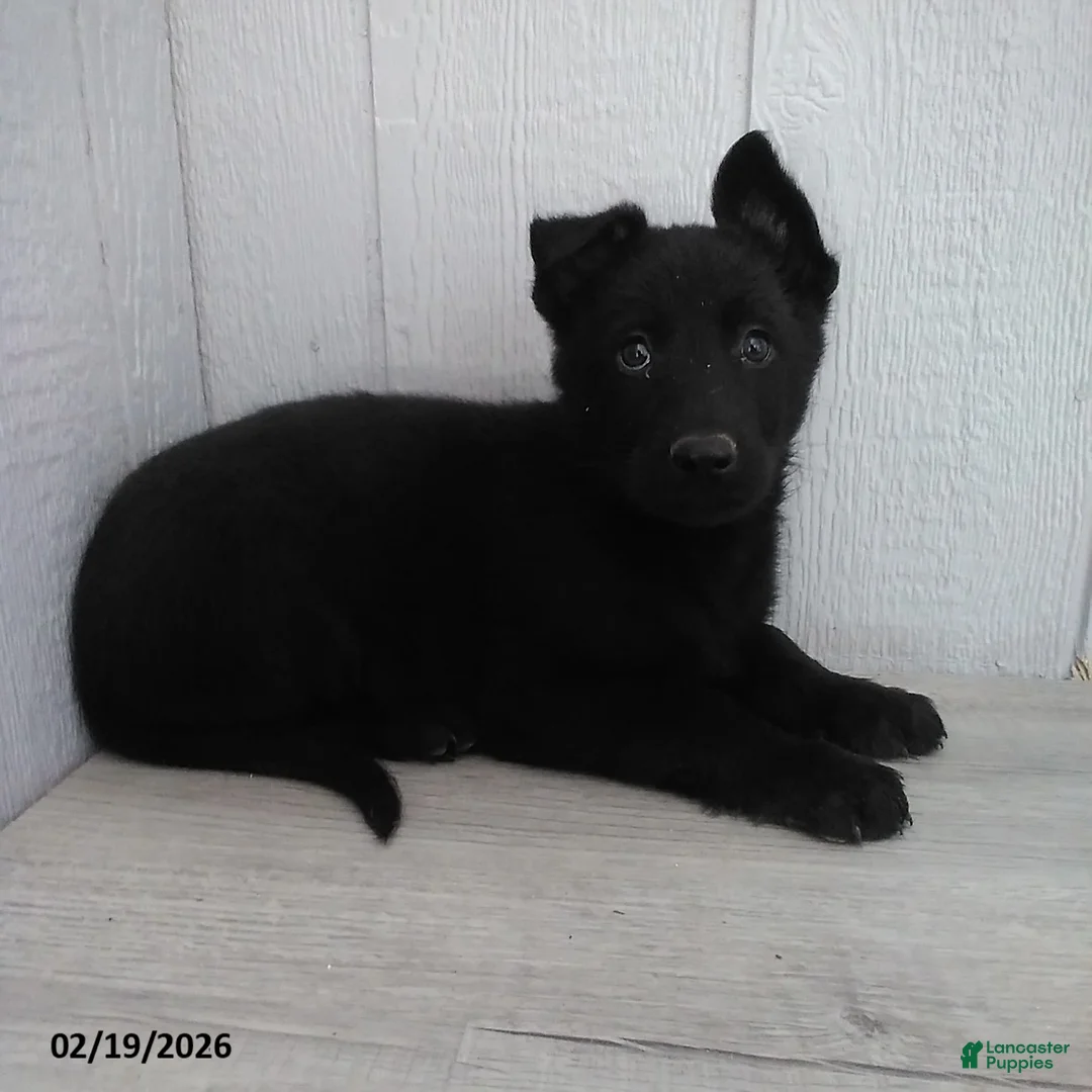 German Shepherd dogs for sale: Lady - Ad 1