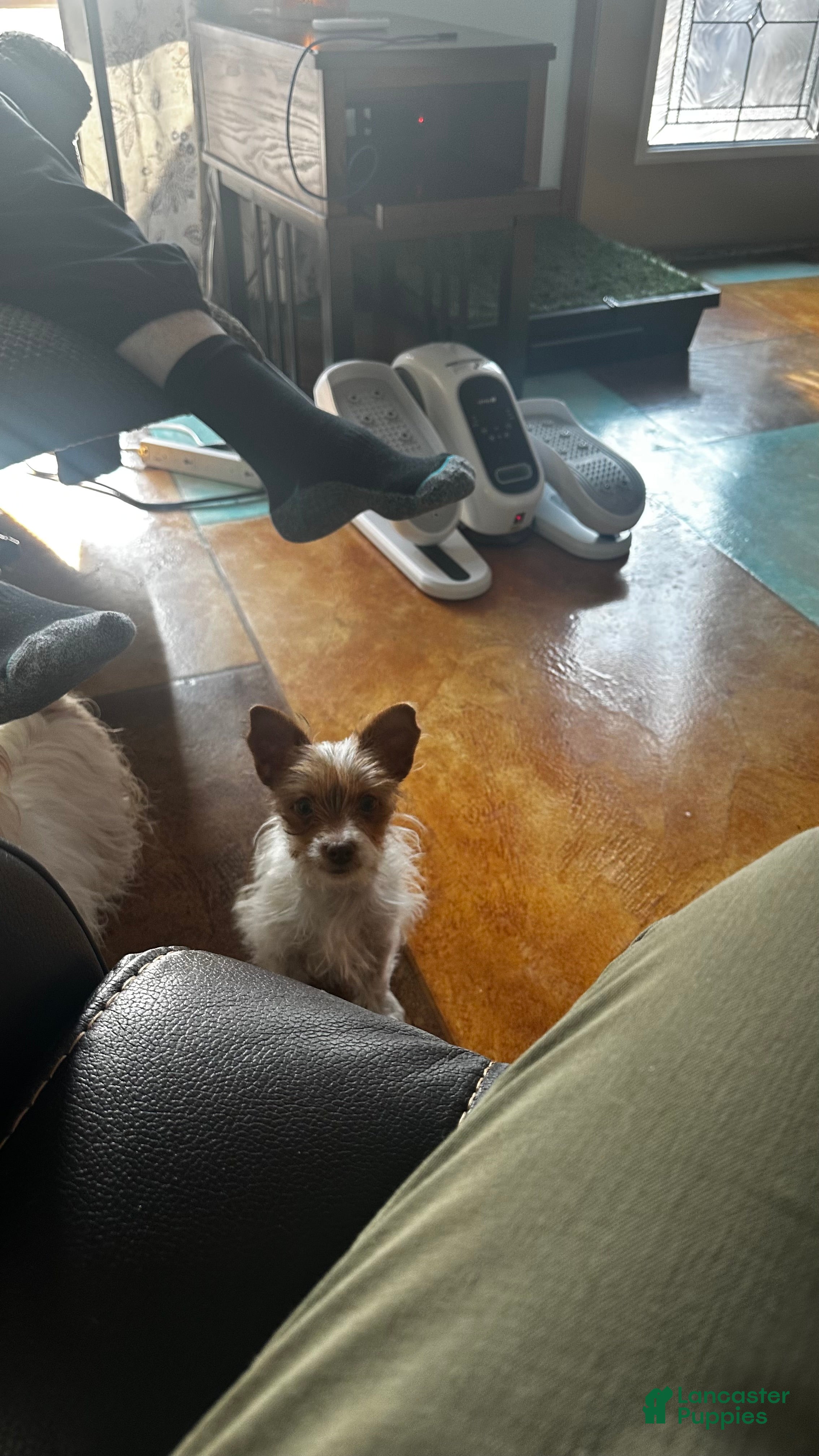 Yorkshire Terrier dogs AKC Cash - Ad 22