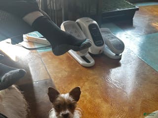 Yorkshire Terrier dogs AKC Cash - Ad 22