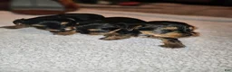 Yorkshire Terrier dogs for sale: Max - Ad 25