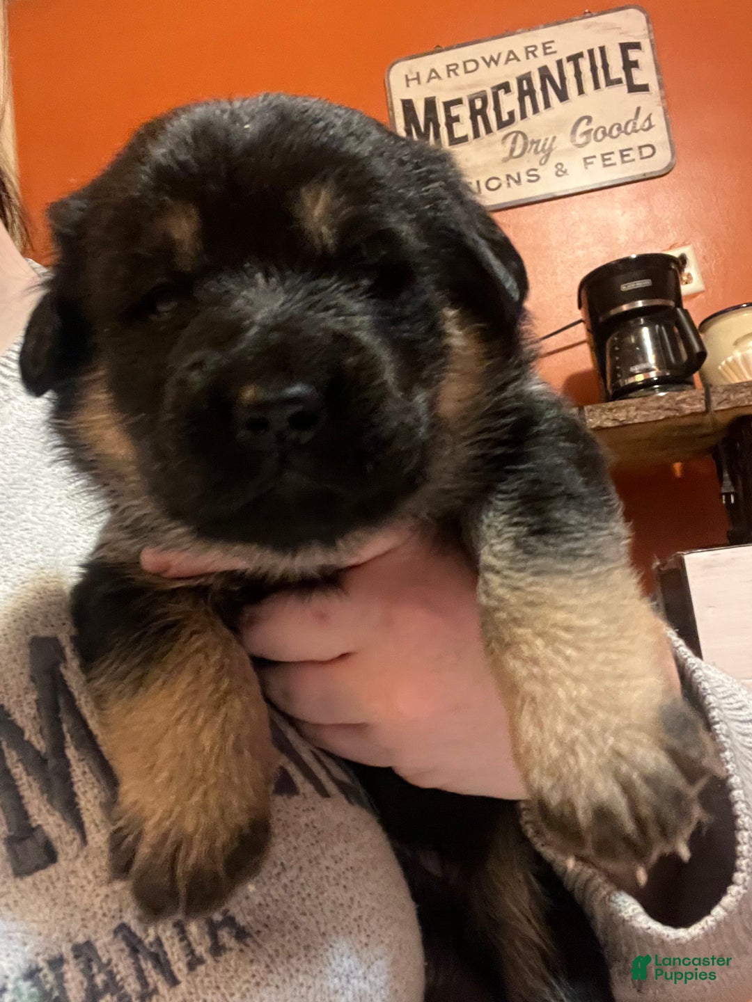 Mixed Breed dogs for sale: Mixed Breed Puppy 7 - Ad 1