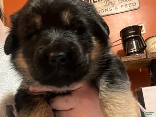 Mixed Breed dogs Mixed Breed Puppy 7 - Ad 22