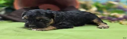 Cockapoo dogs for sale: Batty - Ad 23