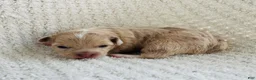 Chihuahua dogs for sale: Ashley - Ad 4