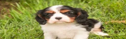 Cavalier King Charles Spaniel dogs for sale: Jerry - Ad 7