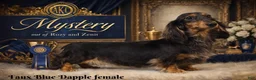 Miniature Dachshund dogs for sale: AKC female russian - Ad 8