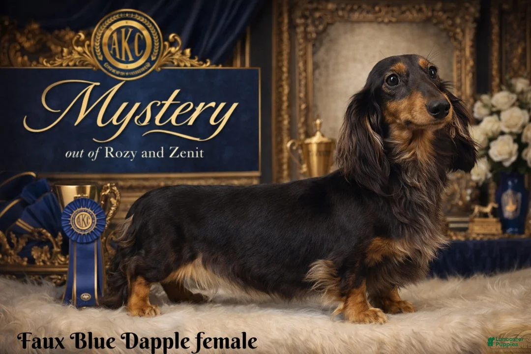 Miniature Dachshund dogs for sale: AKC female russian - Ad 8