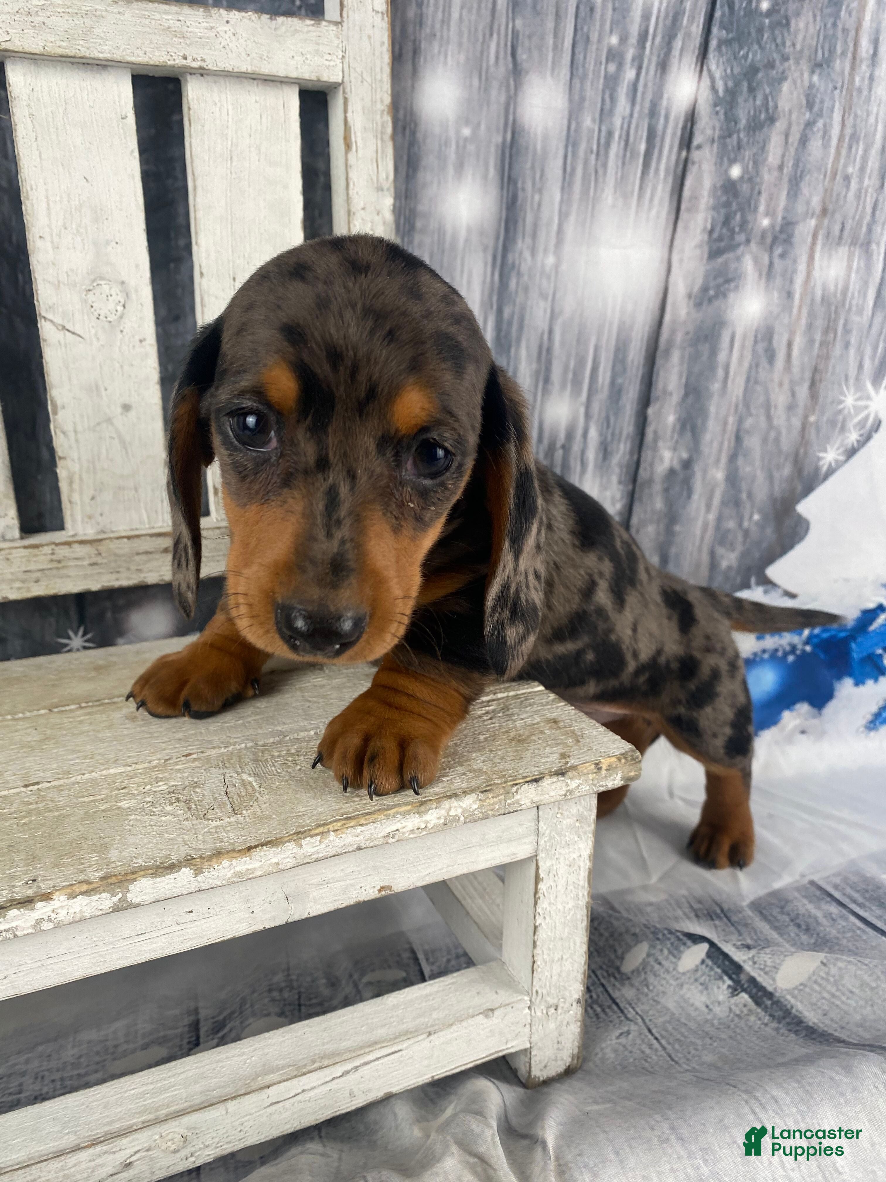 Miniature Dachshund dogs Julie - Ad 2