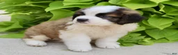 Saint Bernard dogs for sale: Hannah - Ad 3