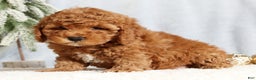 Mini Goldendoodle dogs for sale: Gwen - Ad 5