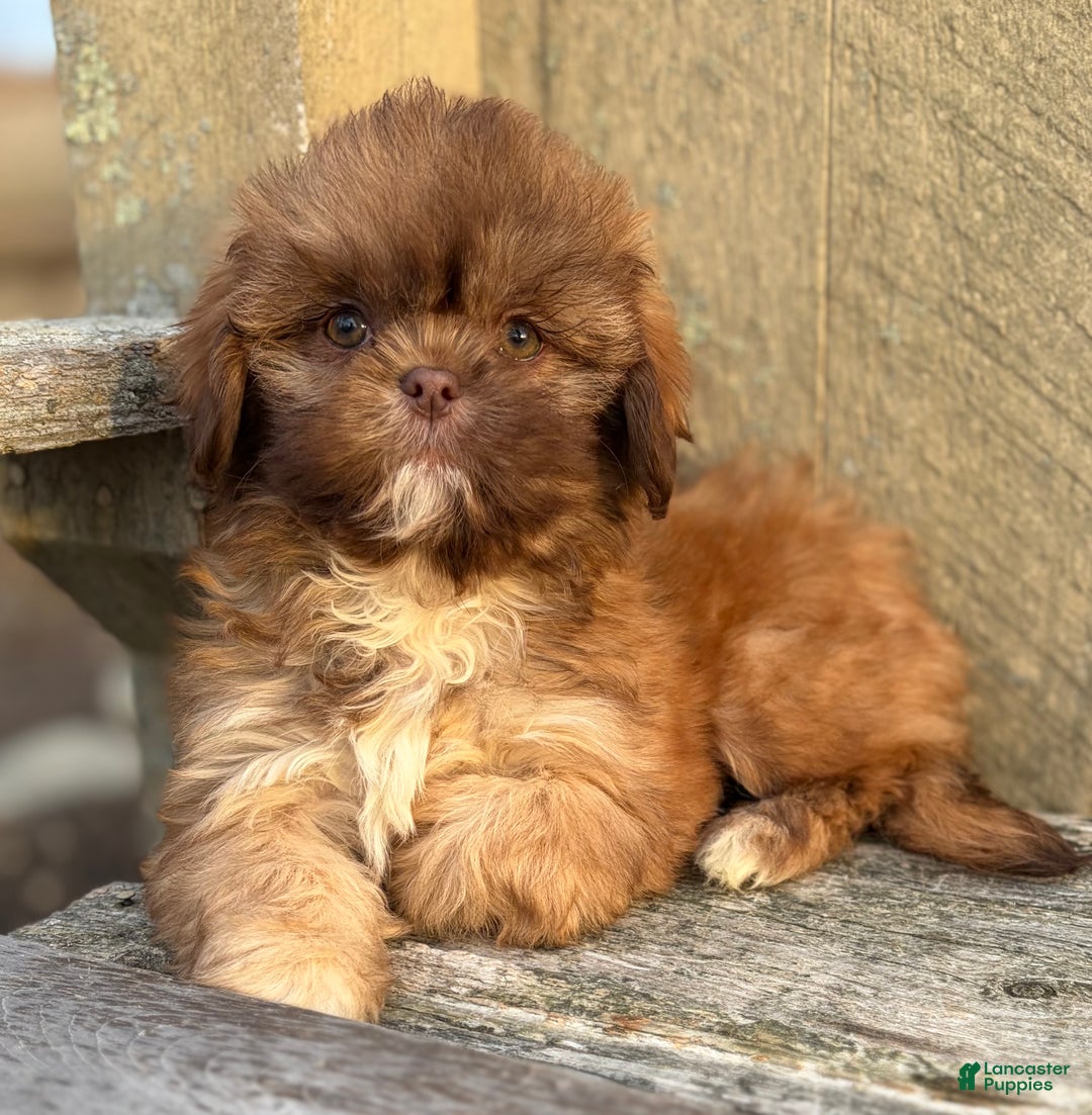 Shih Tzu dogs for sale: 💗 IN BOSTON MASSACHUSETTS AREA 💗 PUREBRED CHOCOLATE SHIH TZU 💗 ESTIMATED ADULT SIZE 10-12 LBS 💗 - Ad 1