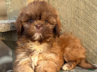 Shih Tzu dogs 💗 IN BOSTON MASSACHUSETTS AREA 💗 PUREBRED CHOCOLATE SHIH TZU 💗 ESTIMATED ADULT SIZE 10-12 LBS 💗 - Ad 12