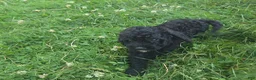Cavapoo dogs for sale: Winston - Ad 6